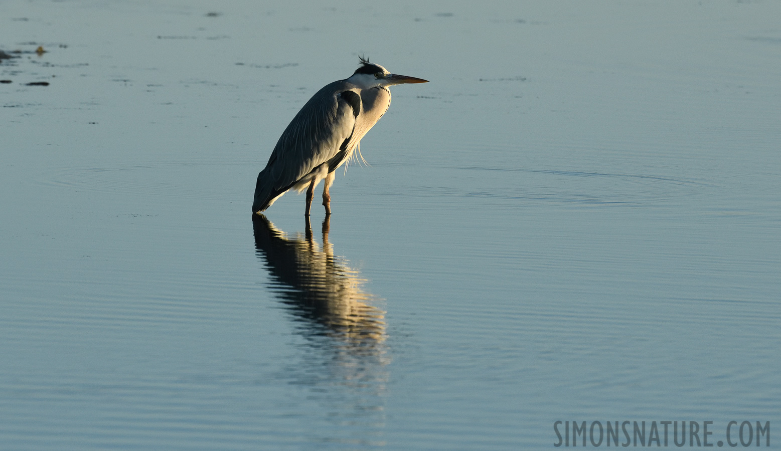 Ardea cinerea cinerea [400 mm, 1/2000 sec at f / 9.0, ISO 1600]